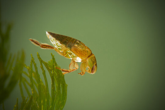 The water bug (Aphelocheirus aestivalis) in pond