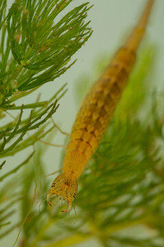 Diving beetle larva (water tiger) among water plants