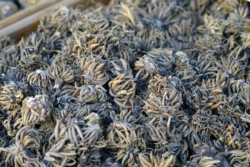 Ranunculus corms in bulk for planting