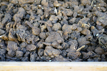 Anemone corms in bulk for planting