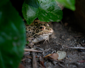frog hidden in nature