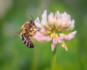 Western Honey bee on a White Clover © Saptashaw