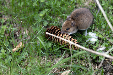 Small Forest Mouse Rodent Spruce Cone on Forest Ground