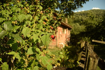 A beautiful view of an outdoor garden, in the golden sunlight of the evening hours; with ripe raspberry in focus hanging on a bush and bokeh background of a landscape with a village house and mountain