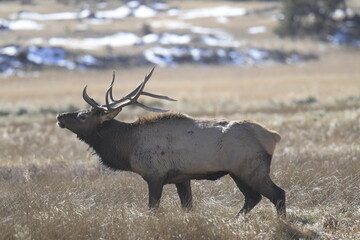 side view of stag with large antlers walking on the Rocky Mountains in winter