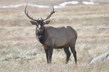 Naklejka na ściany i meble stag facing forwards with large antlers on the Rocky Mountains in winter