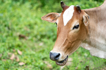 Naklejka na ściany i meble Brown color cow the calf