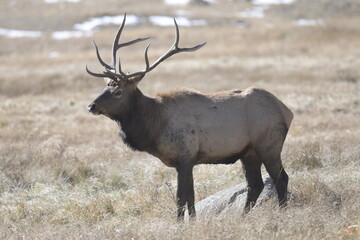 stag with large antlers walking on the Rocky Mountains in winter
