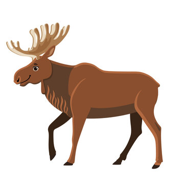 Elk, wild animal, drawing for children