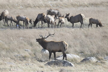 large herd of elk standing and grazing on a field behind a male elk calling in winter in the Rocky Mountains National Park