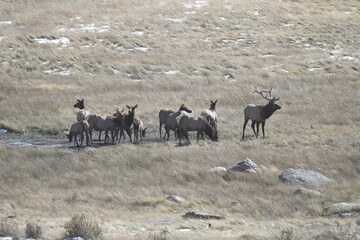 large herd of elk standing and grazing on a snowy field in the Rocky Mountains National Park