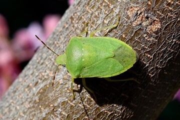 A Green Beetle sitting on a tree. © Akila