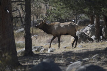 male elk standing under an evergreen tree by a rock