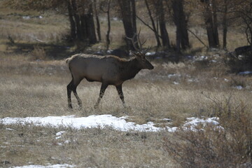 male elk walking on a field with snow in front of a forest
