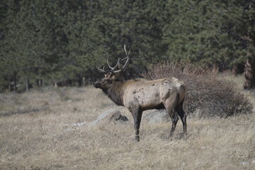 Naklejka na ściany i meble stag with large antlers walking on the Rocky Mountains in winter