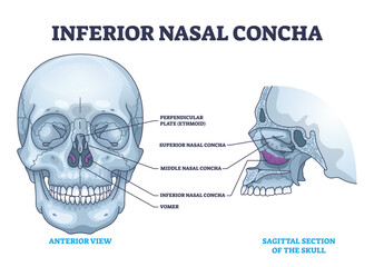 Inferior nasal concha location with human nose area anatomy outline diagram. Labeled educational scheme with medical breathing cavity from anterior and sagittal section of skull vector illustration. - obrazy, fototapety, plakaty