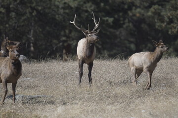 male elk running with females on a field in front of a forest