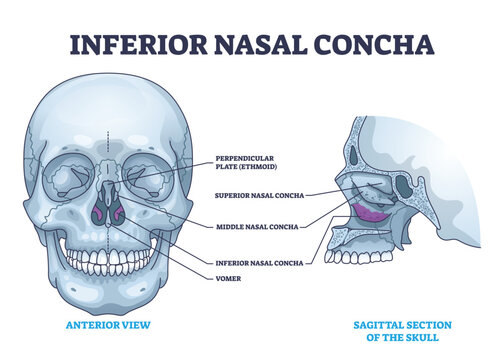 Inferior nasal concha location with human nose area anatomy outline diagram. Labeled educational scheme with medical breathing cavity from anterior and sagittal section of skull vector illustration.