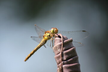 dragonfly female ruddy darter, close up of face looks like is smiling due to markings - Odonata, Ruddy Darter. (Sympetrum Sanguineum)