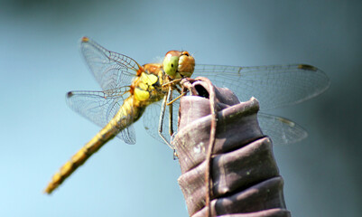 dragonfly female ruddy darter, close up of face looks like is smiling due to markings - Odonata,...