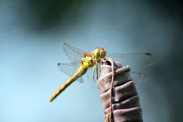 dragonfly female ruddy darter, close up of face looks like is smiling due to markings - Odonata,...