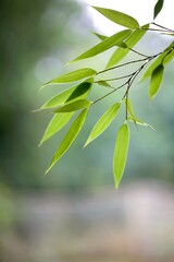 Bambou nature feuillage branchage zen bien être