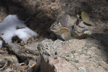 Golden-mantled ground squirrel standing on its hind legs on a rock in the Rocky Mountains