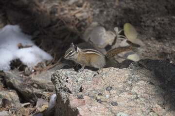 Golden-mantled ground squirrel standing on a rock in the Rocky Mountains