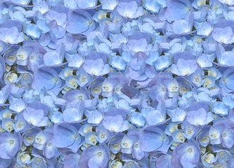 Foto op Aluminium 一面を埋め尽くすあじさいアジサイ紫陽花の花びら満開の背景素材青 © pichikororo