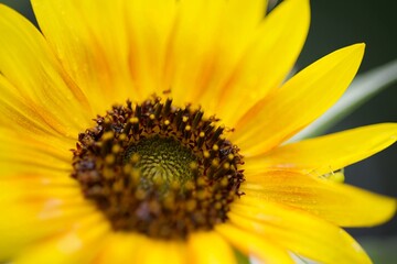 Tournesol jaune fleur jardin agriculture