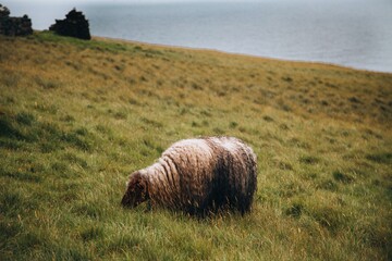 Faroe Islands Sheep on the Faroe Islands