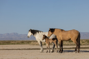 Fototapeta na wymiar Wild Horses in Spring inthe Utah Desert
