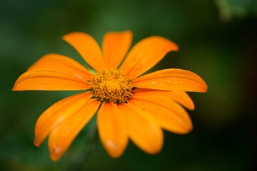 Fleur orange sauvage sous la pluie