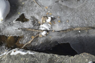 frozen river with tree trunks frozen in there in the Rocky Mountains