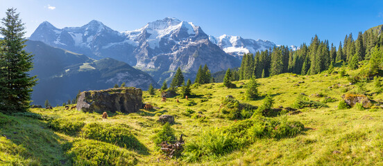 The panorma of Bernese alps with the Jungfrau, Monch and Eiger peaks over the alps meadows with the herd of cows.