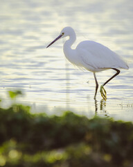 egret at sunset