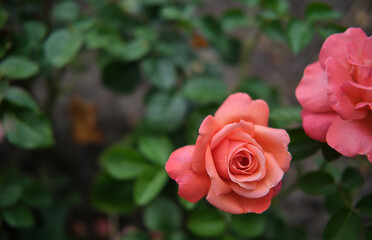 beautiful roses in botanical garden