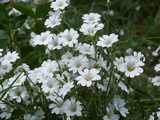 beautiful flowers in the garden