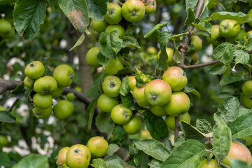 Apple trees loaded with apples in an orchard. Autumn seasonal harvest. red ripe apples on a branch in orchard. Organic farming, gardening, vegetarian eco food.