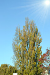 Fototapeta na wymiar blue sky and green tree