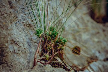 Hiking in the Véroncle gorges in the Luberon