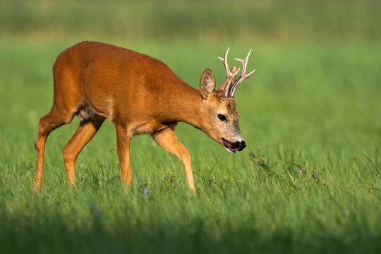 Roe deer, capreolus capreolus, walking on green meadow in summer nature. Brown buck bend down to the grass. Antlered mammal sniffing gorund on pasture