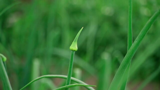 An unblown arrow of a flowering onion close-up, on a blurred background. Smooth camera rotation on a green garden bed