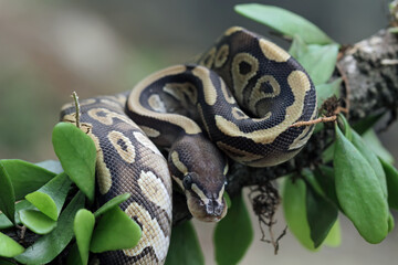 Ball python snake close up on branch, python regius