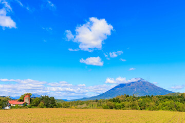 Fototapeta na wymiar 晴天での畑と羊蹄山「秋の北海道」