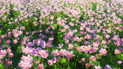 Pink Flowers Field Background 3D Rendering