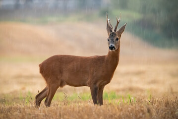 Roe deer, capreolus capreolus, standing on stubble during raining in summer. Brown buck looking on...