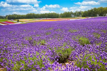 Lavender field in Furano, Hokkaido f road - obrazy, fototapety, plakaty
