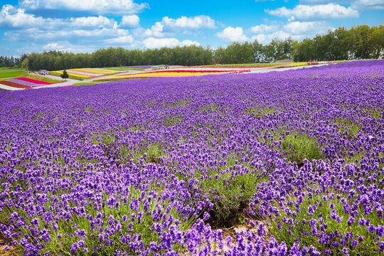Lavender field in Furano, Hokkaido f road