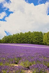 Naklejka na ściany i meble Lavender field in Furano, Hokkaido f road